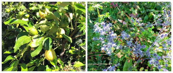 Sitruuna ja alppipiikkiputki kasvavat Westernin puutarhassa suomalaisille tutumpien kasvimaailman edustajien joukossa