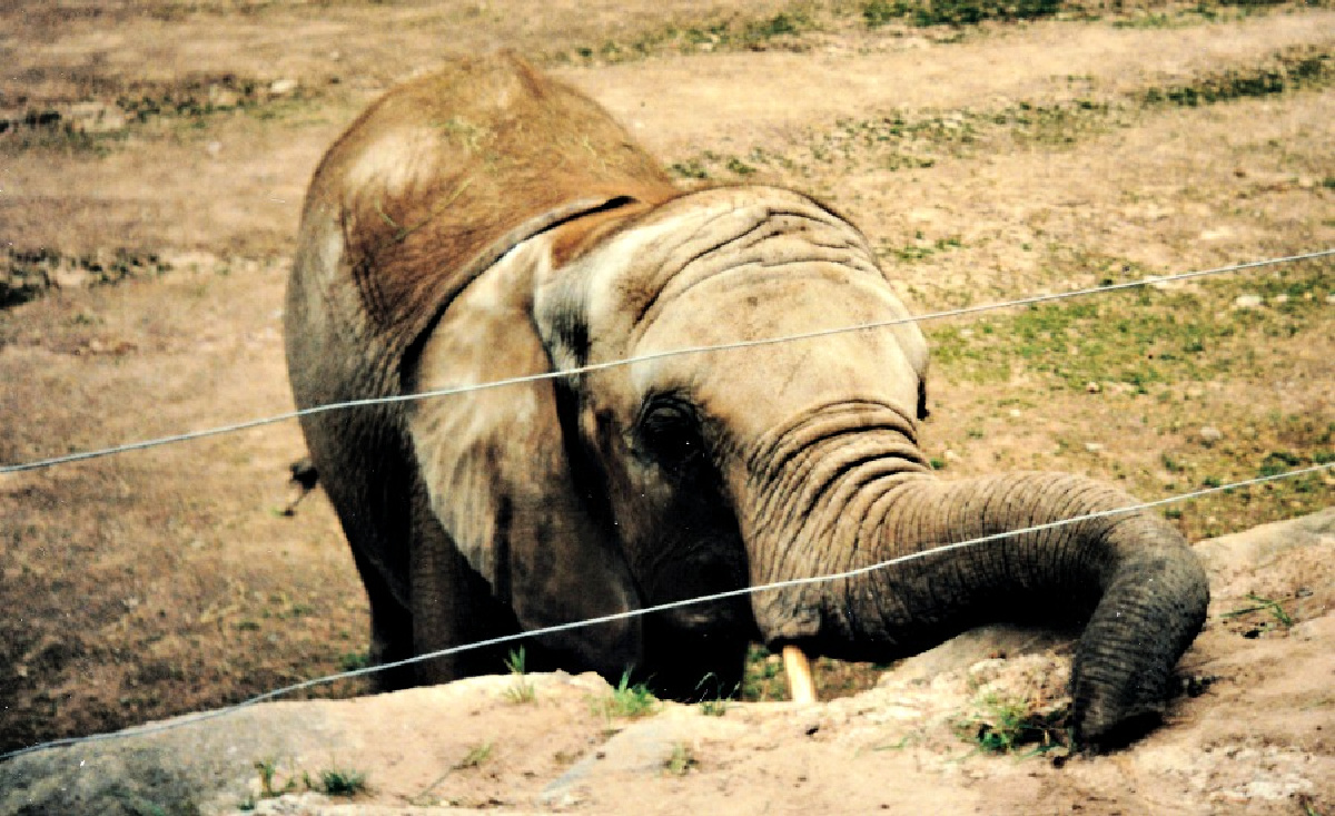 Elefantti yrittämässä piikkilnka-aidan ali
